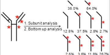 Characterization of Positional Isomers of Interchain Cysteine Linked…