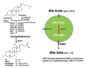 BSEPcyte 300x235 - 药物转运服务