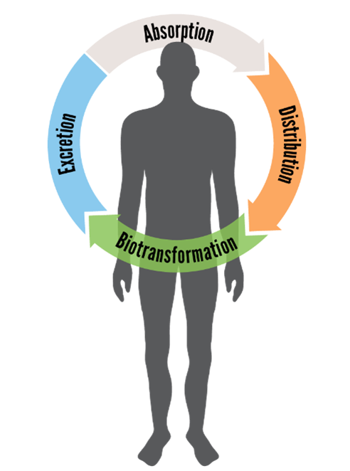 Four processes are involved in toxicokinetics