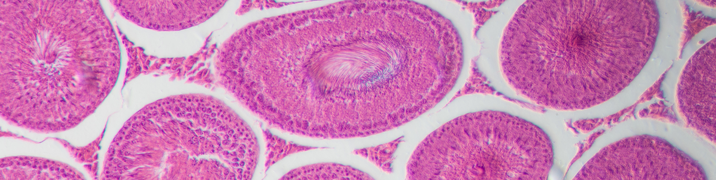 Developmental and Reproductive Toxicology (DART) Services