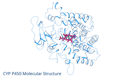 cyp p450 body image335 x 200 - CYP Interaction