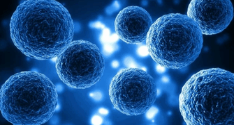 GTA 2025: A375 Human Melanoma Cell Line: Application in Genotoxicity Assessment