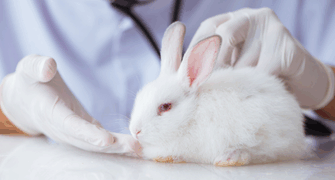 Comparative Assessment of Dietary Regimens in Rabbit Embryo-Fetal Development Studies