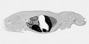 CAPABILITIES OF THE QUANTITATIVE WHOLE-BODY AUTORADIOGRAPHY CENTER OF EXCELLENCE